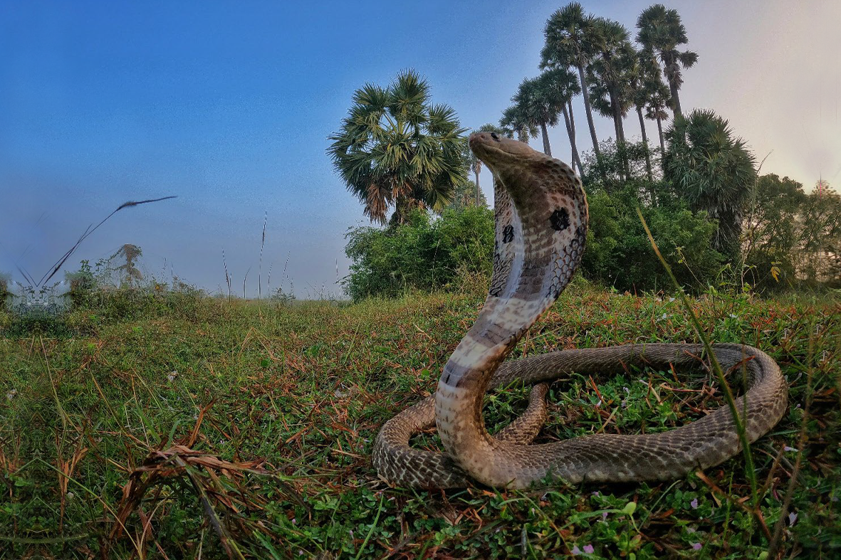 An Indian cobra. Kanchipuram, Tamil Nadu, India, November 2021
